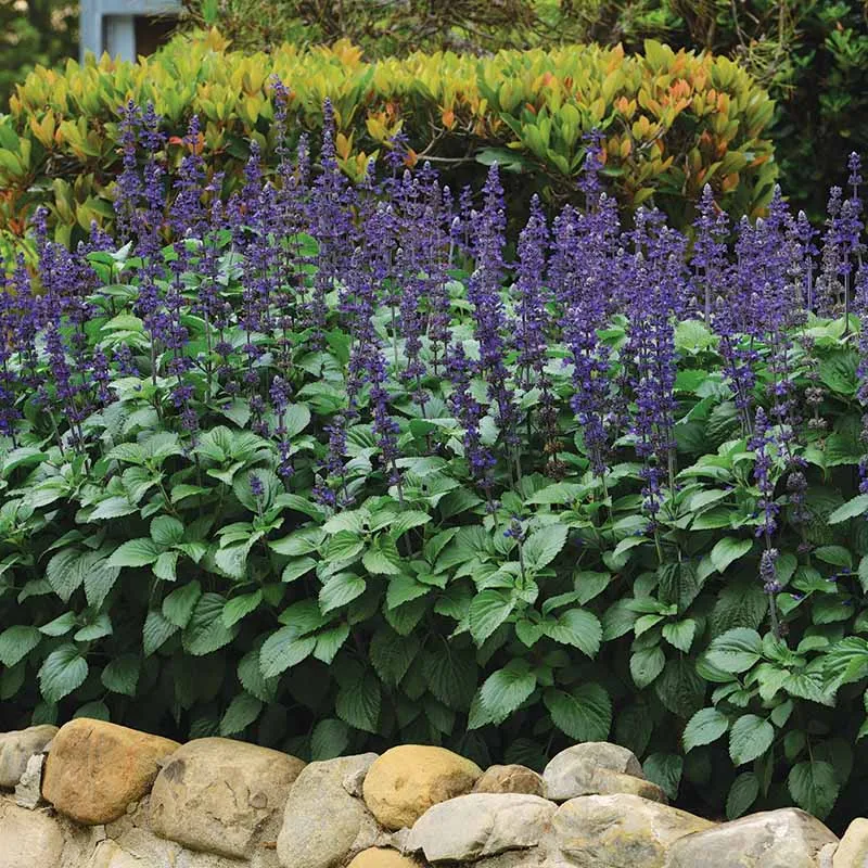 Salvia Big Blue Seed