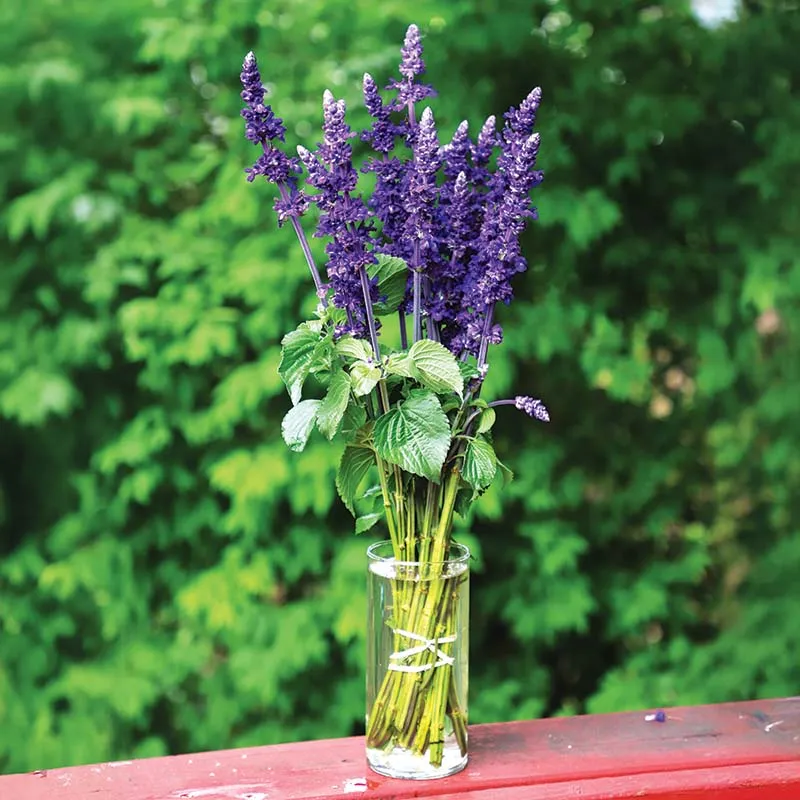 Salvia Big Blue Seed