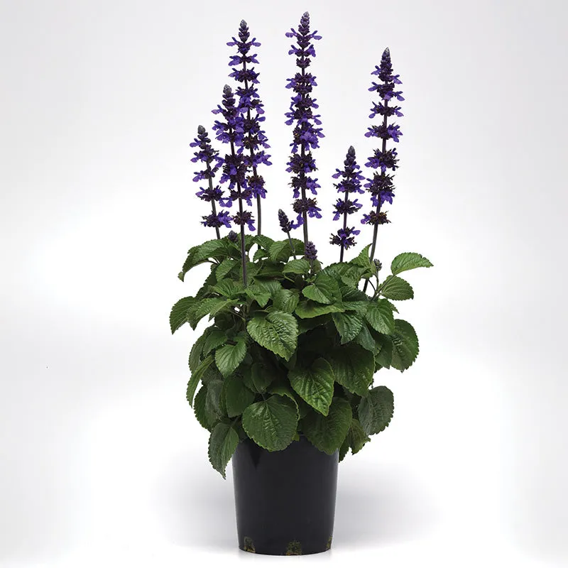 Salvia Big Blue Seed